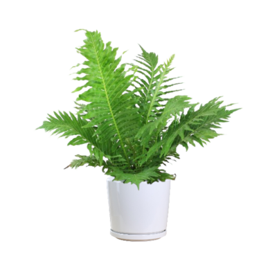 Rough Tree Fern (Small)